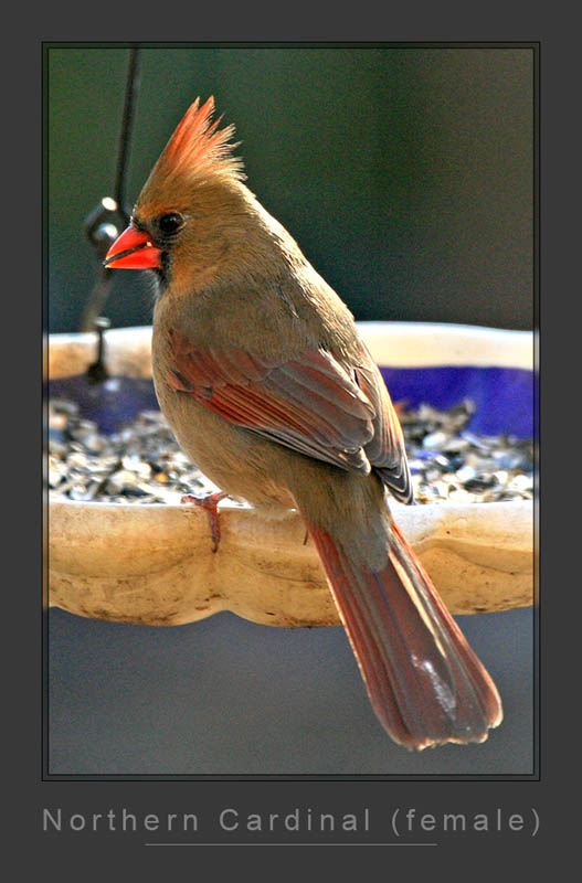 Northern Cardinal - female