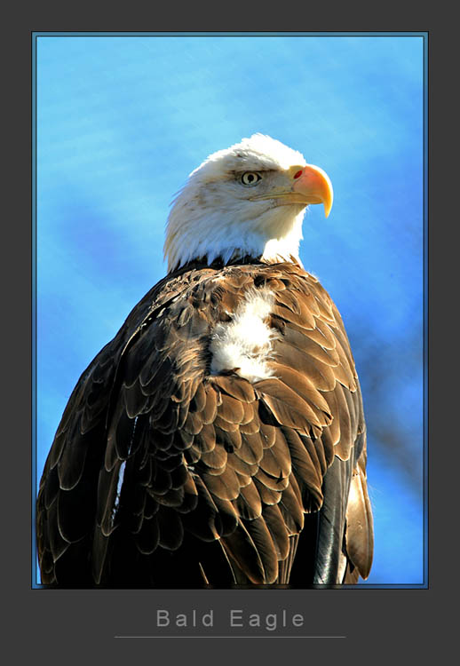 Eagle