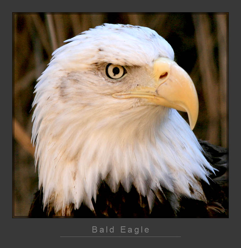 Eagle1