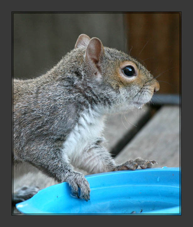 Squirrel getting a drink