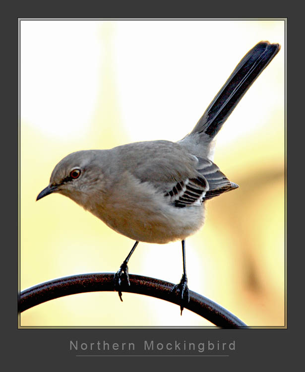 Mockingbird