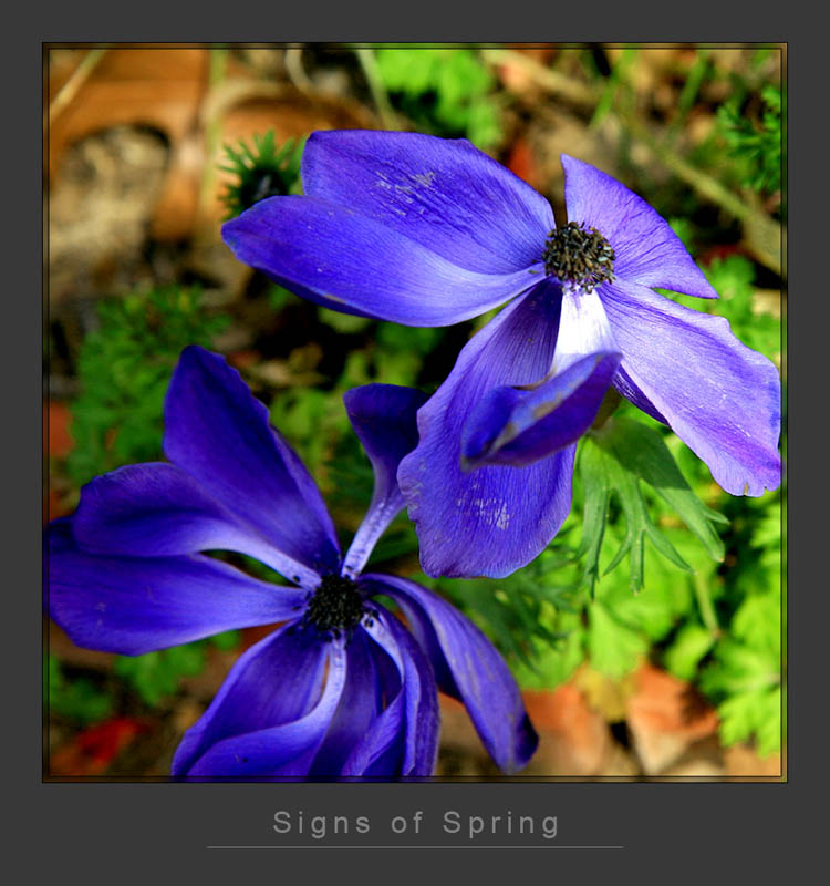 Signs of Spring