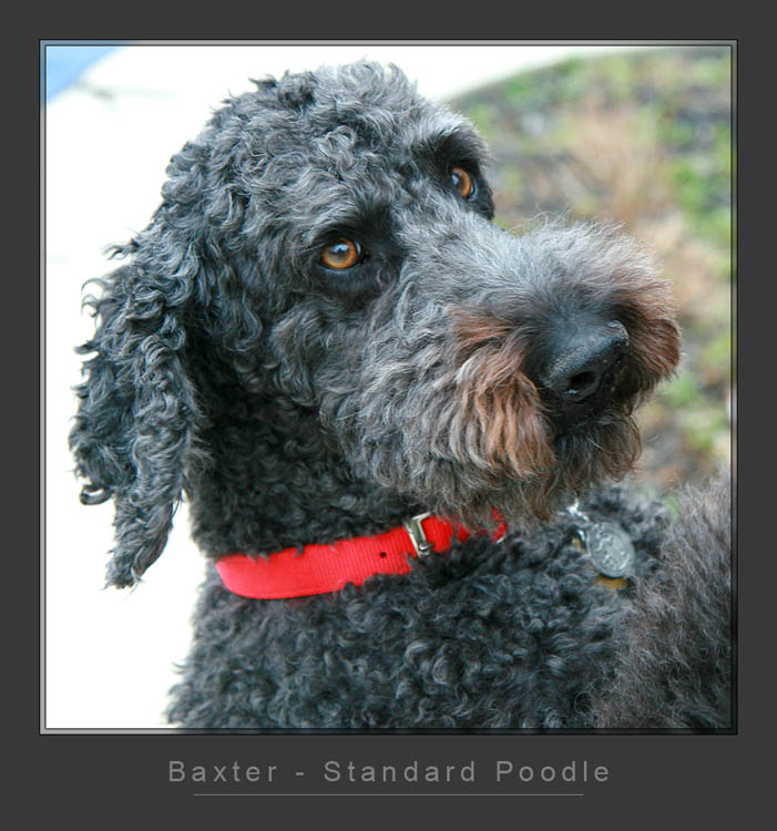 Baxter