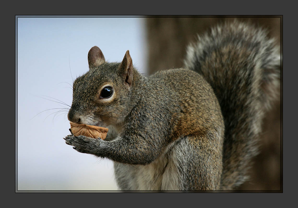 Squirrel