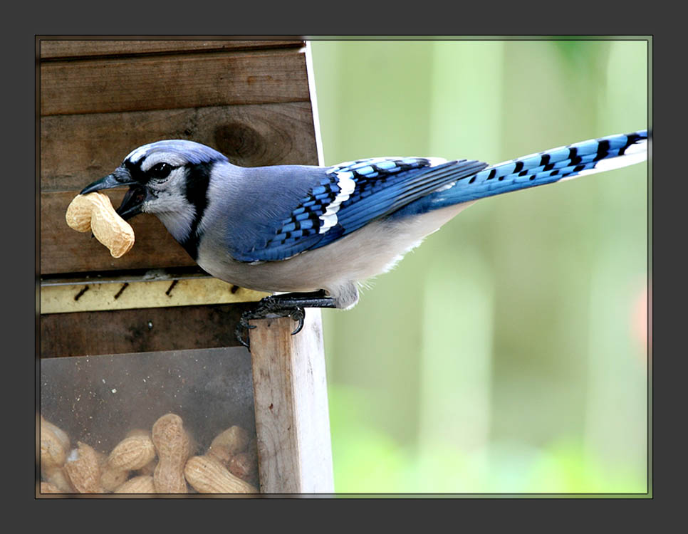 Blue Jay helping himself