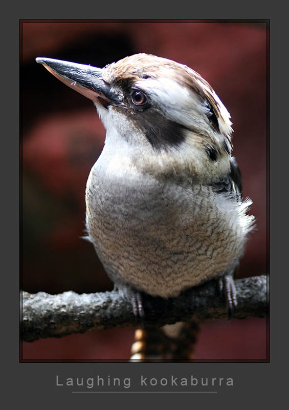 Laughing Kookaburra.