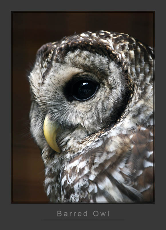 Barred Owl