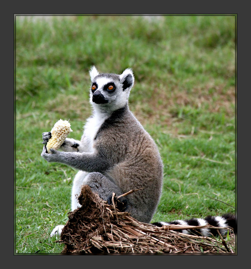 Ring-Tailed Lemur