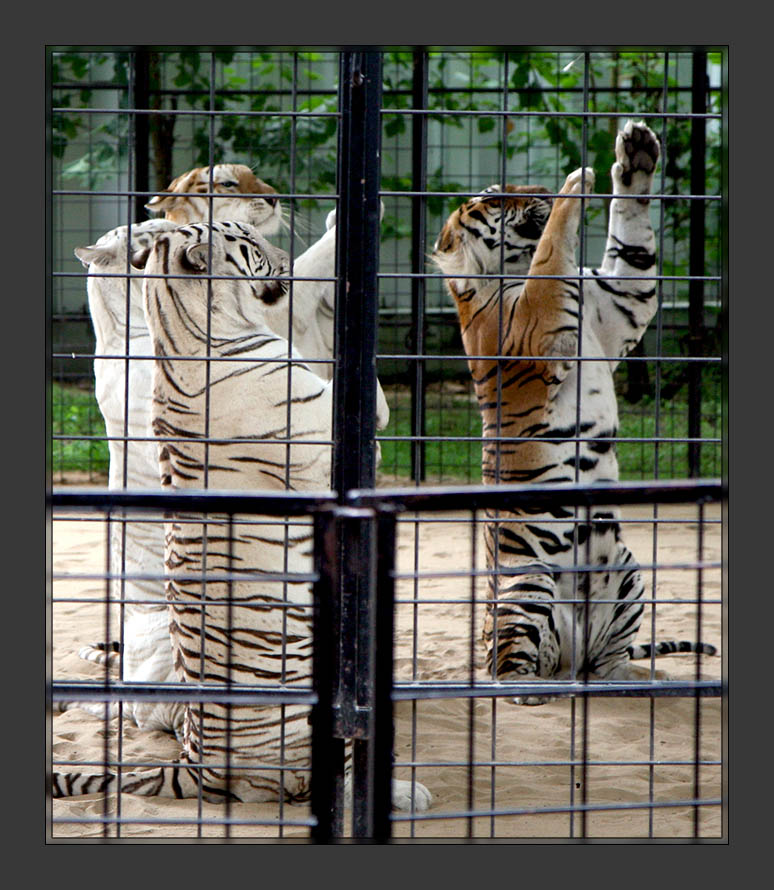 Tigers9