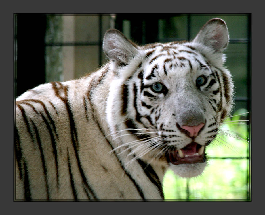 Tigers4