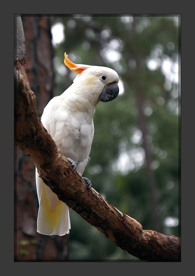 White cockatoo