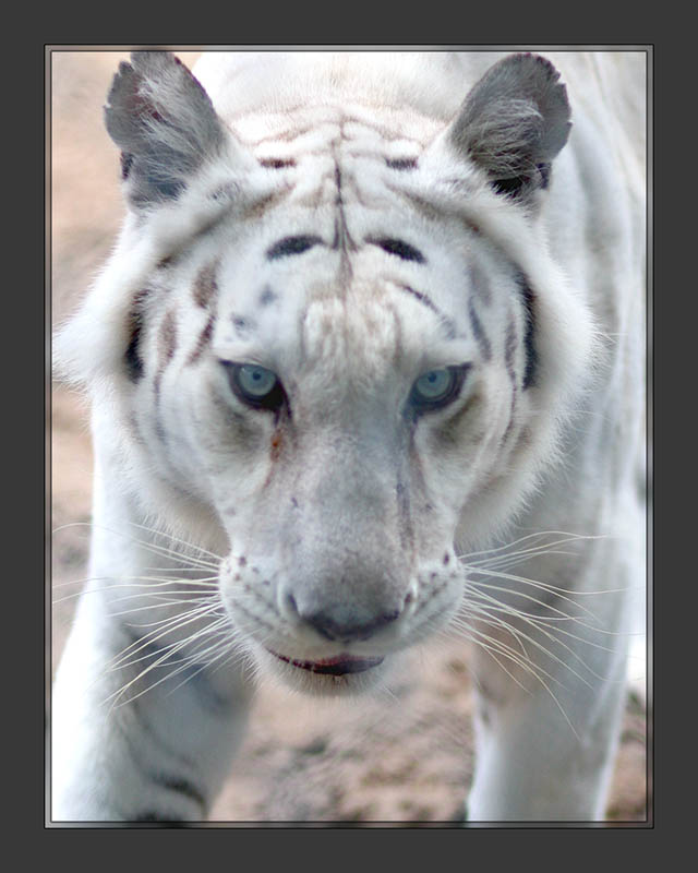 White Tiger 2