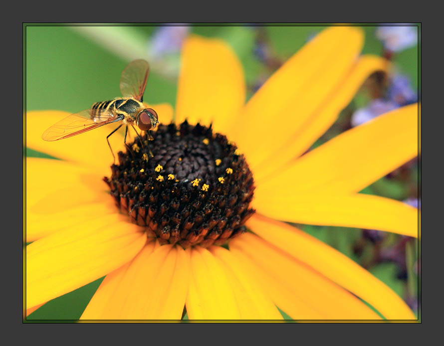 Bugging Miss Daisy