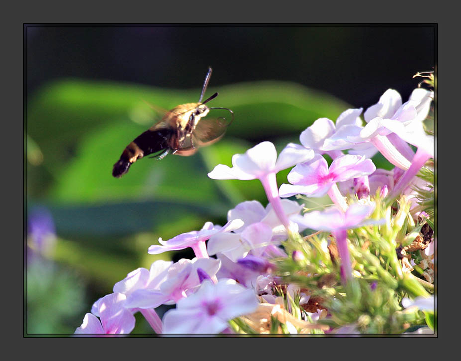 Moth2