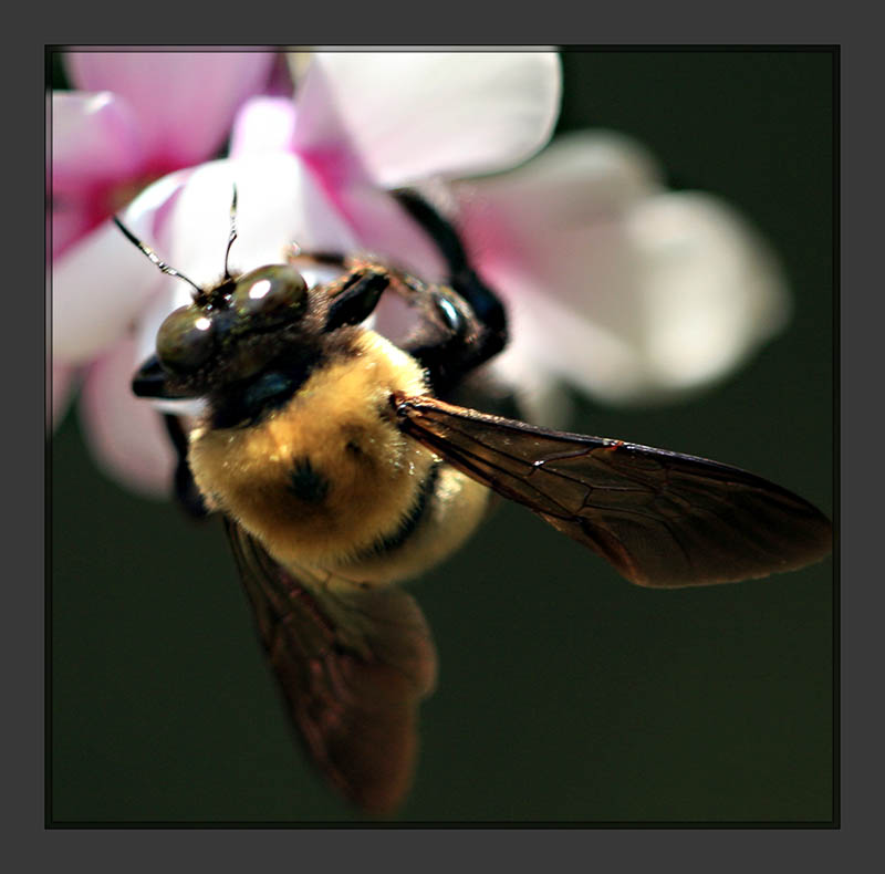 Bee