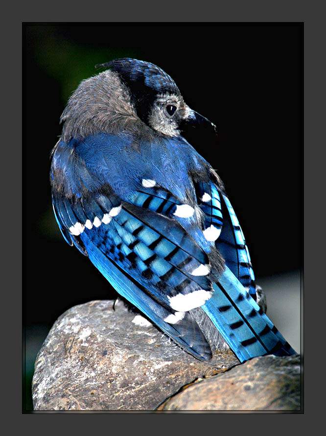 Blue Jay2