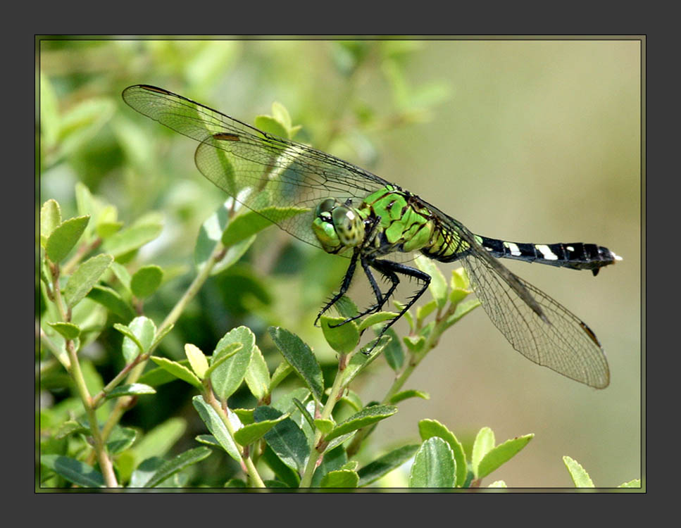 Dragonfly