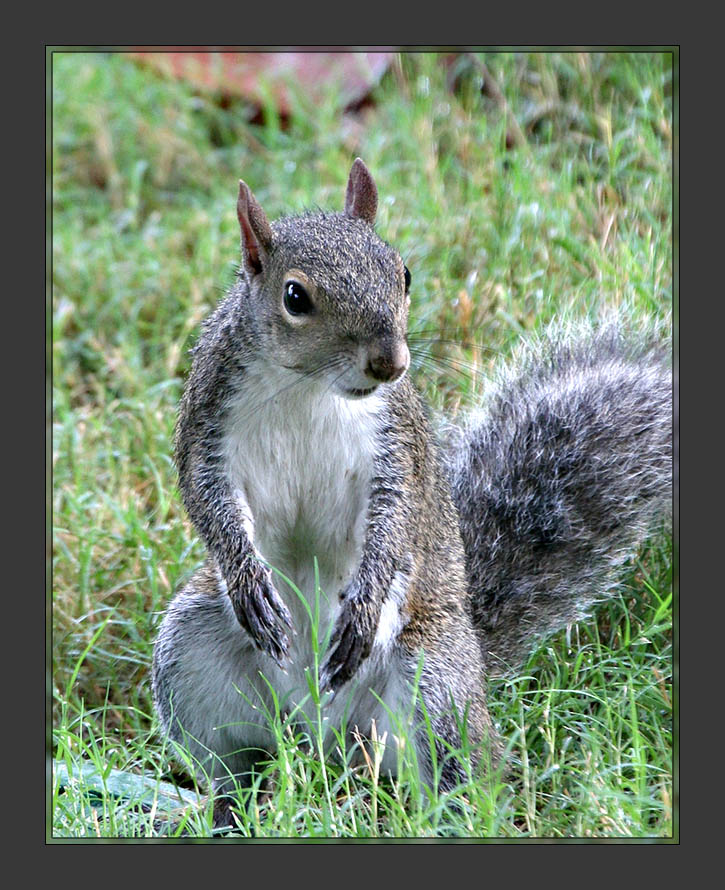 Squirrel