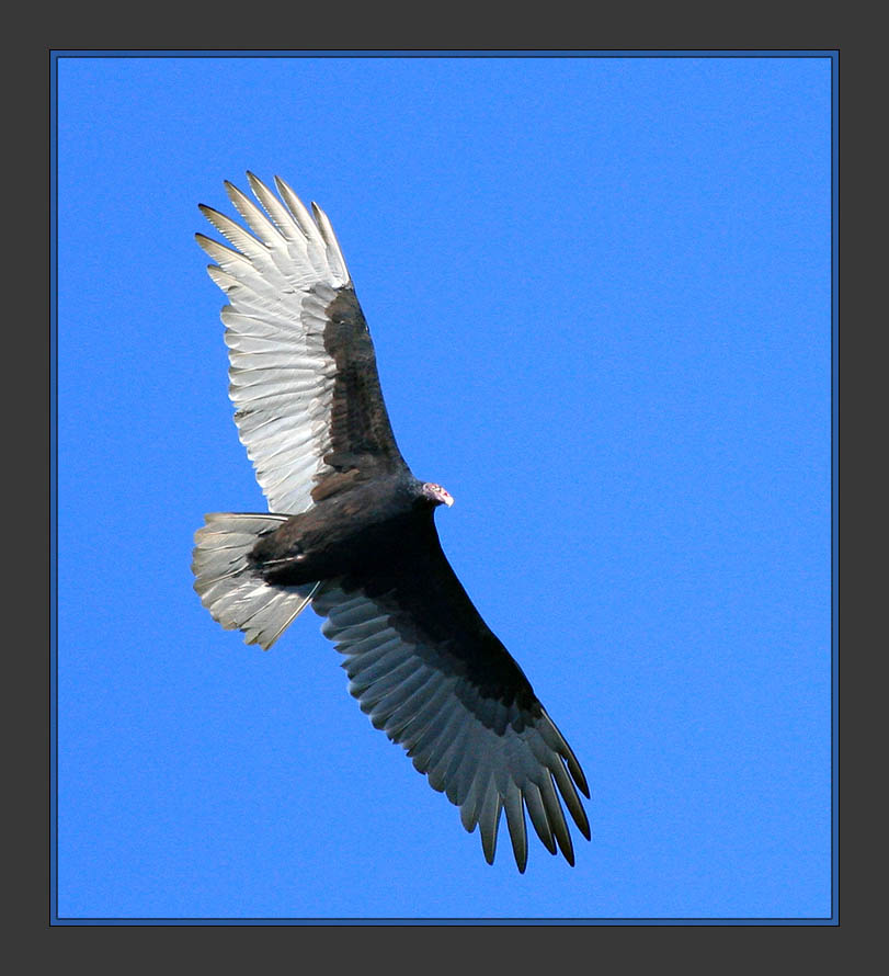 Turkey Vulture