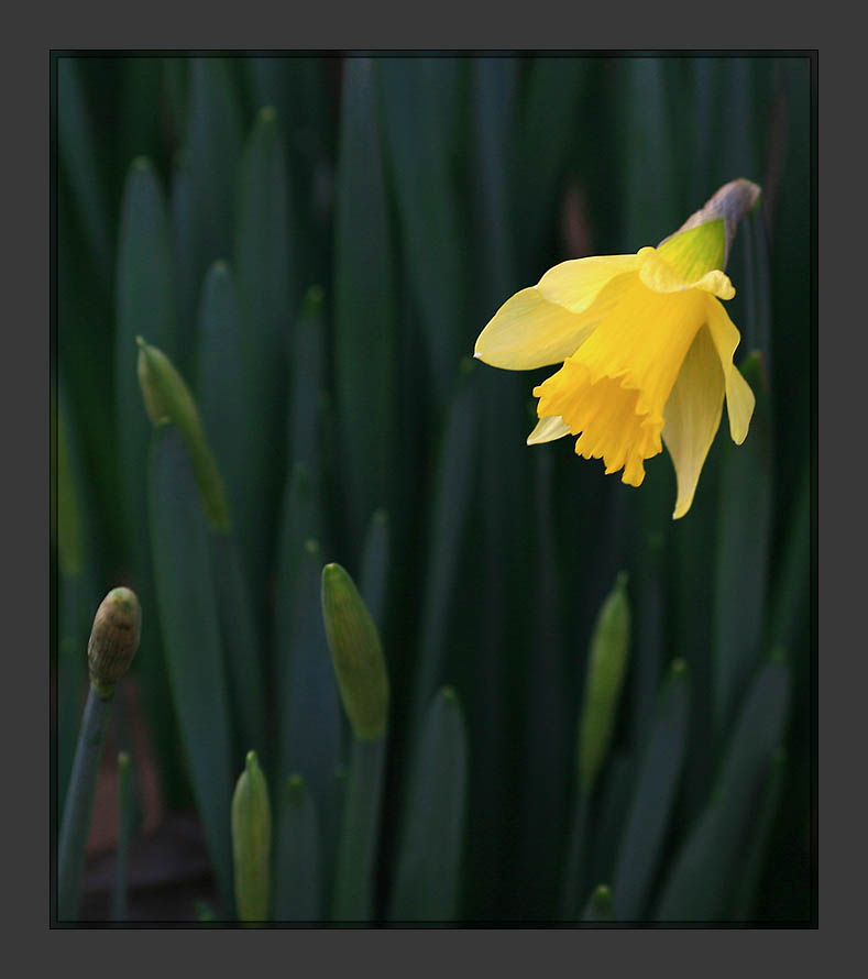 Daffodil2