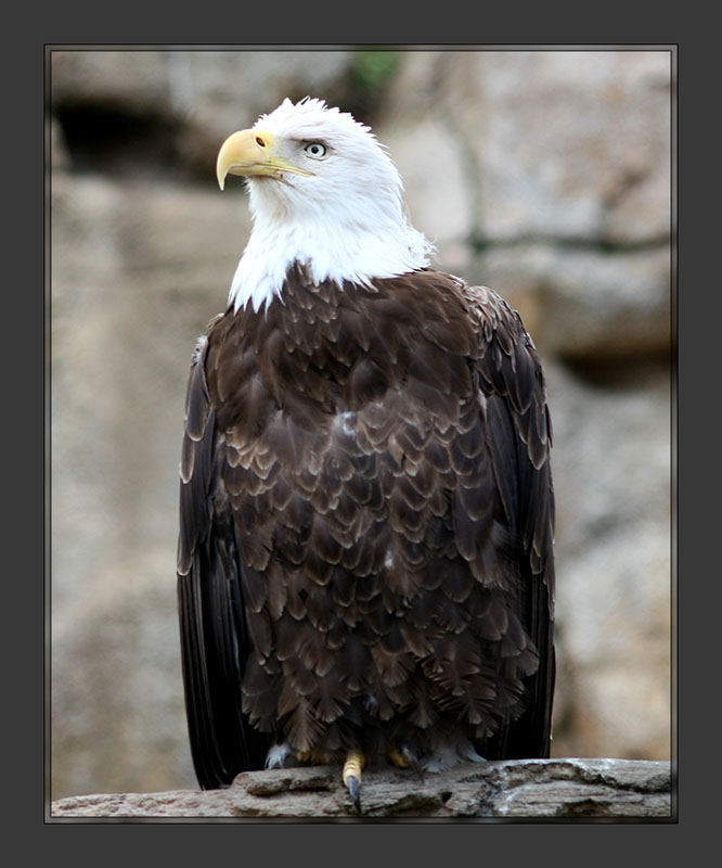 Eagle