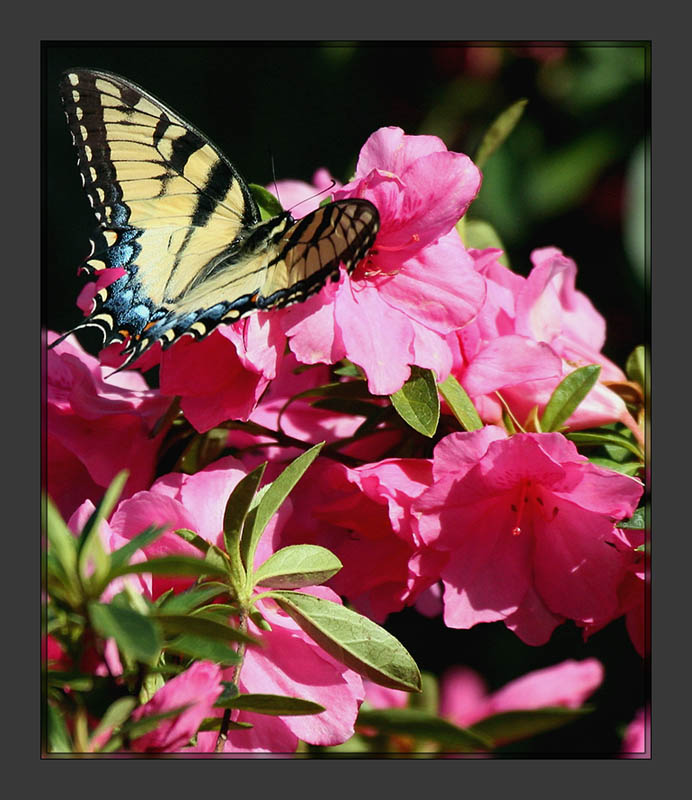 Yellow Swallowtail on Azaleas