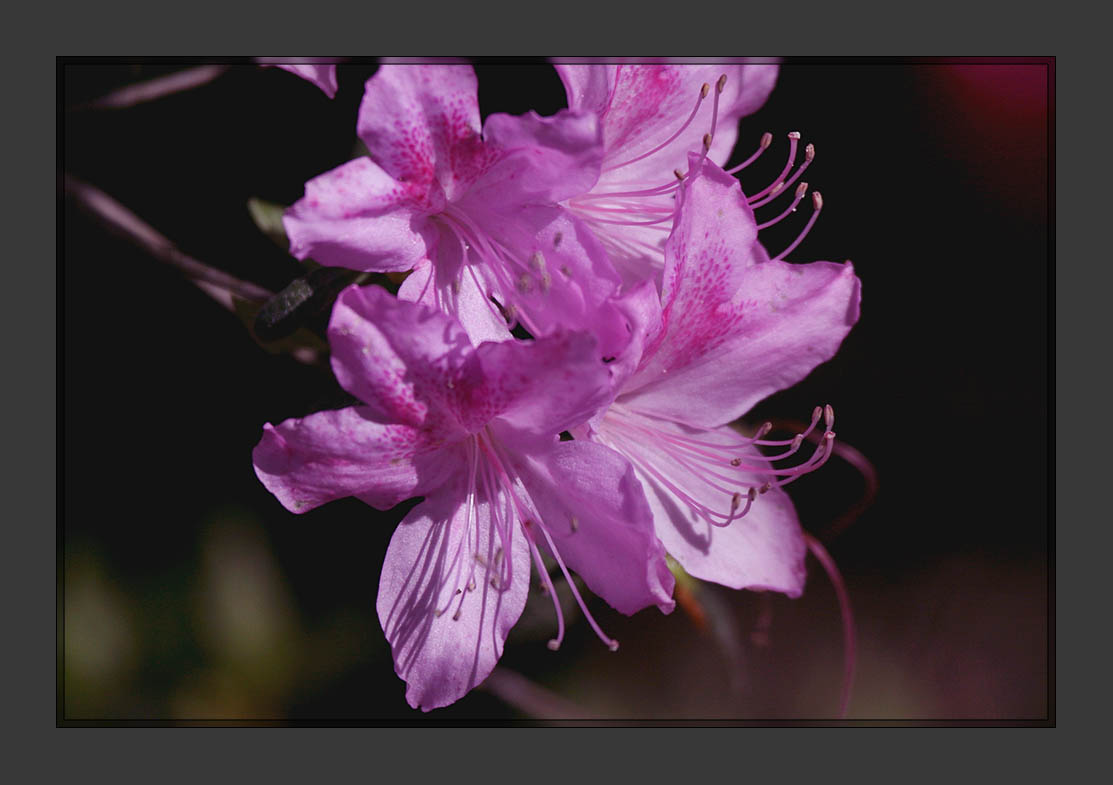 Lavender Azaleas