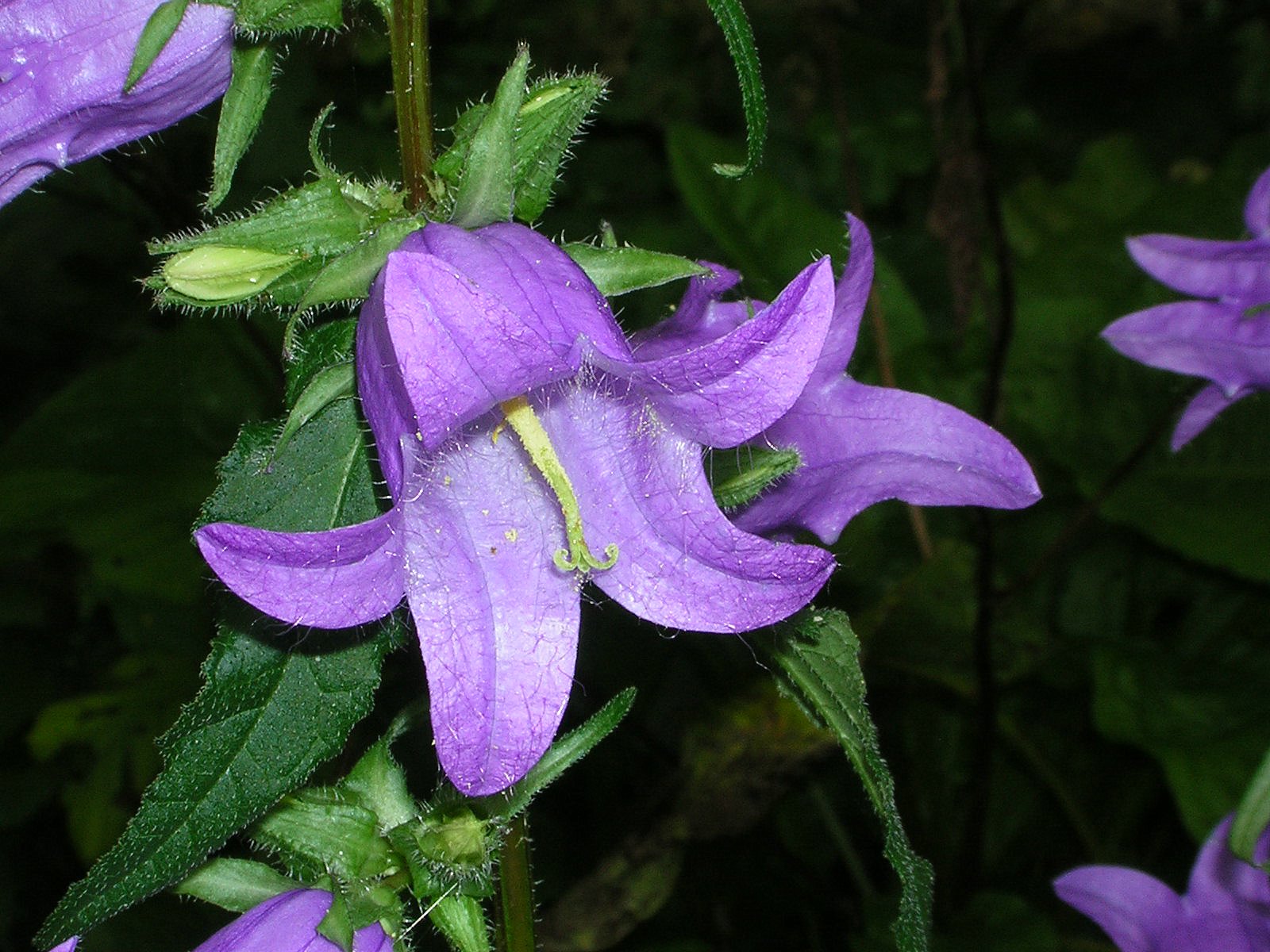 Blomster og Planter 571.JPG