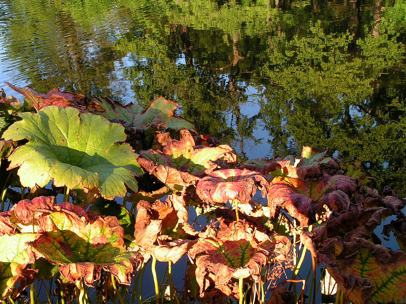 Botanisk 25.09.06 14.JPG