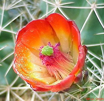 red prickly pear