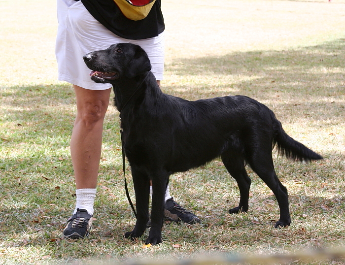 Flat Coated Retreiver
