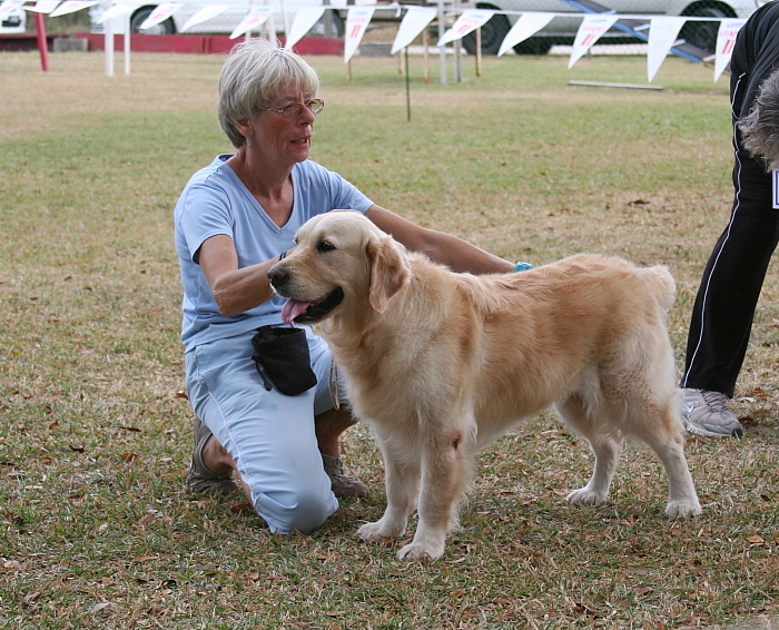 Golden Retreiver