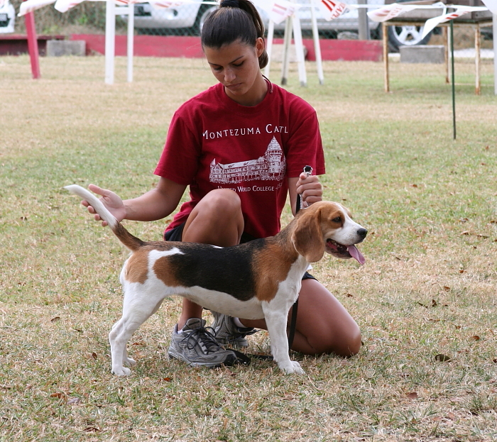 Beagle