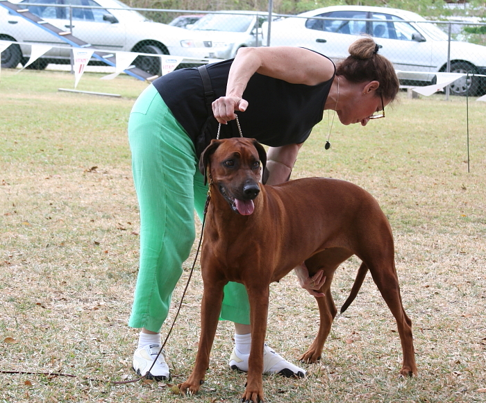Rhodesian Ridgeback