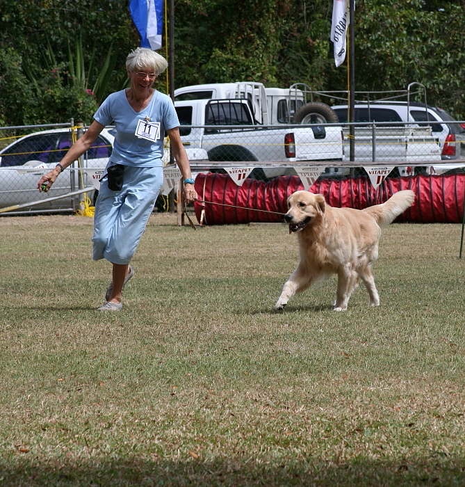 Golden Retreiver
