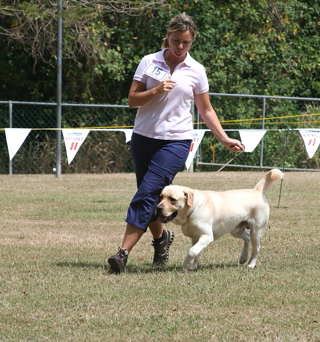 Labrador Retreiver