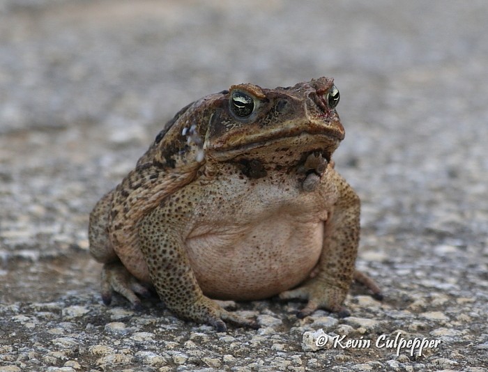 Cane Toad