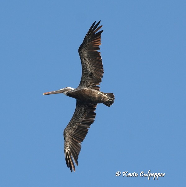 Brown Pelican