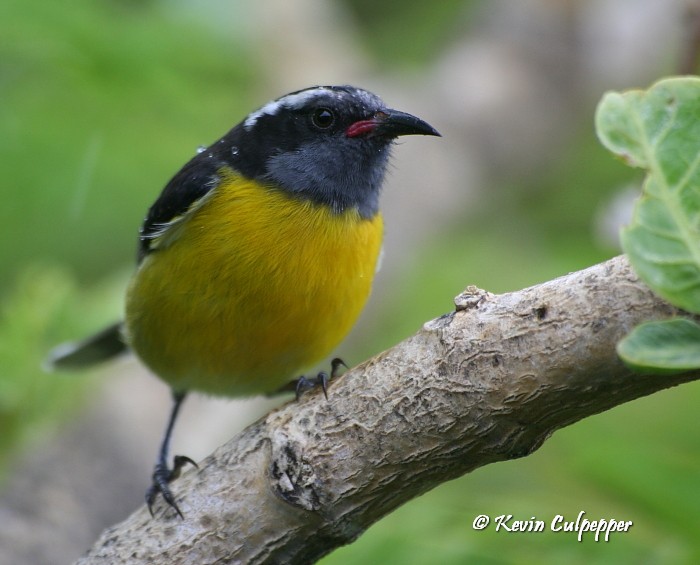Bananaquit