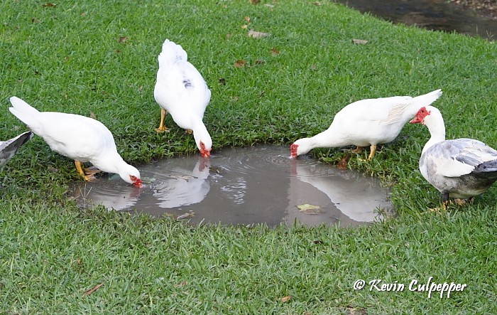 Ducks