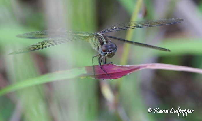 Dragonfly
