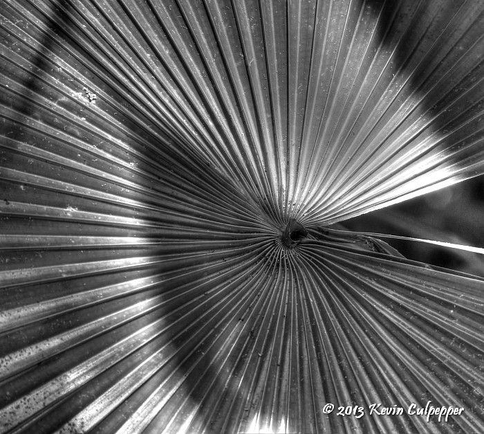 Palm