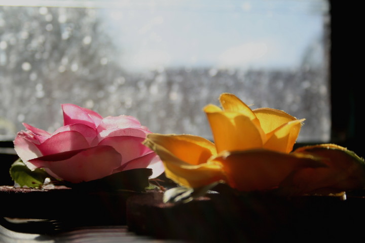 Flowers and Rain
