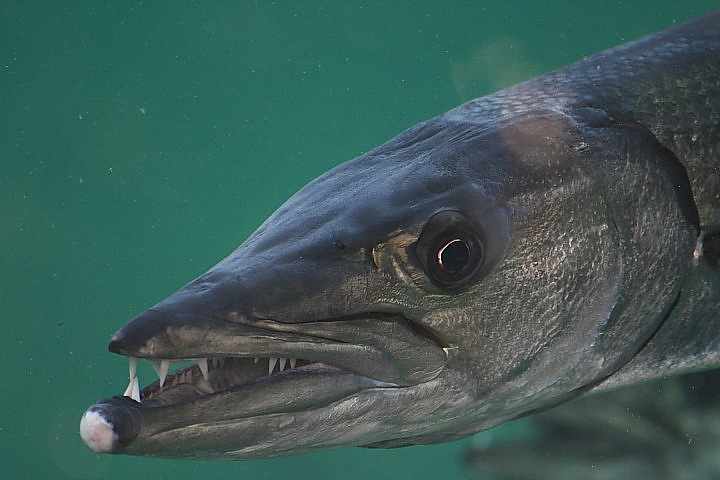 Barracuda
