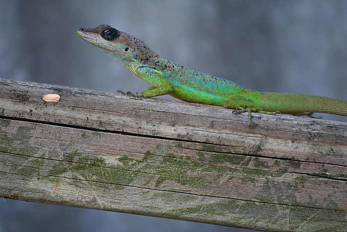 Green Lizard