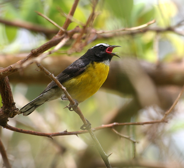 Bananaquit (Yellow Breast)