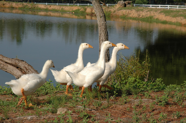 Geese