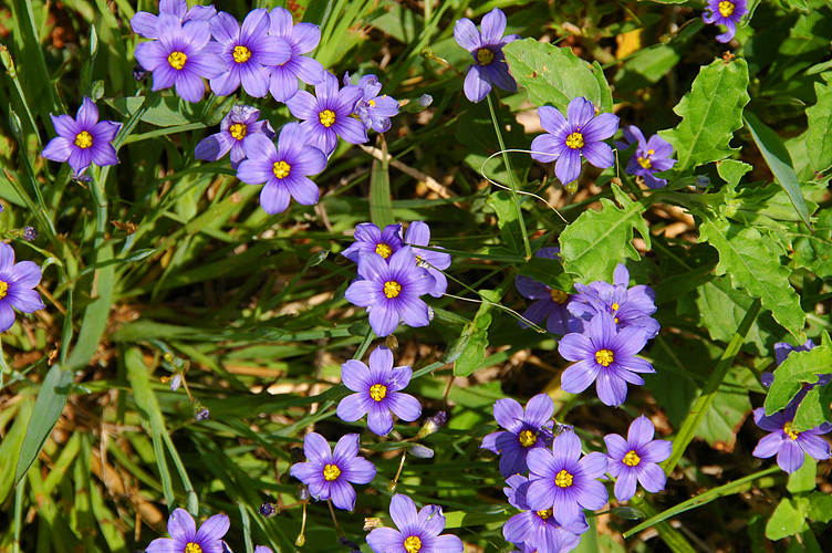 Wildflowers