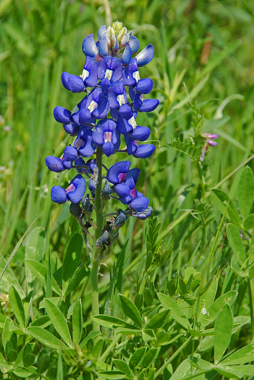 Bluebonnets
