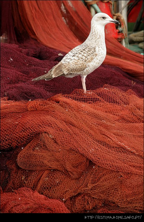 Seagull & Red nets